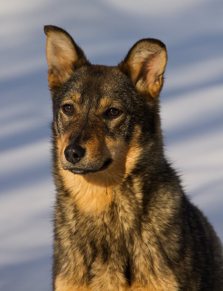 Корги терьер