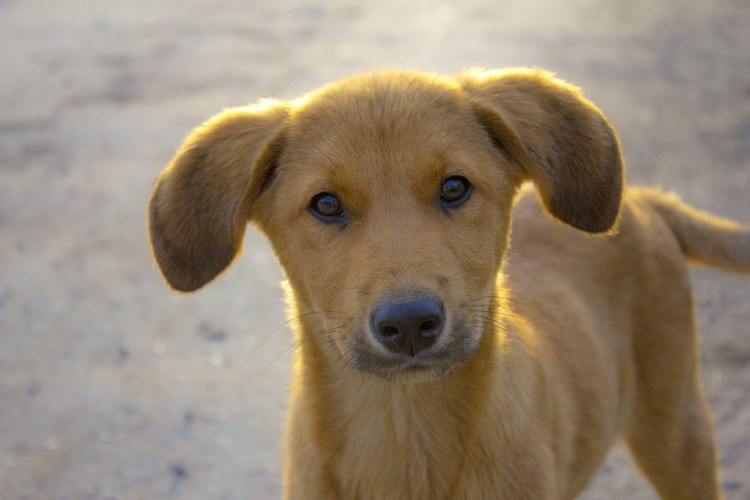 Ивисская борзая Поденко ибиценко