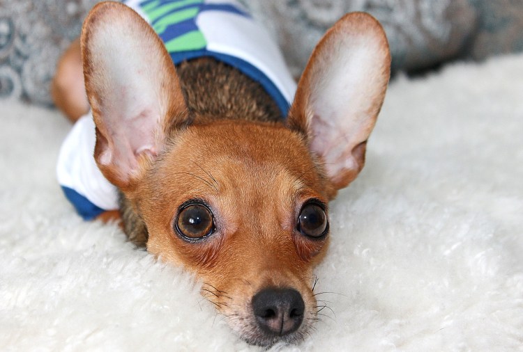 Морды собак разных пород