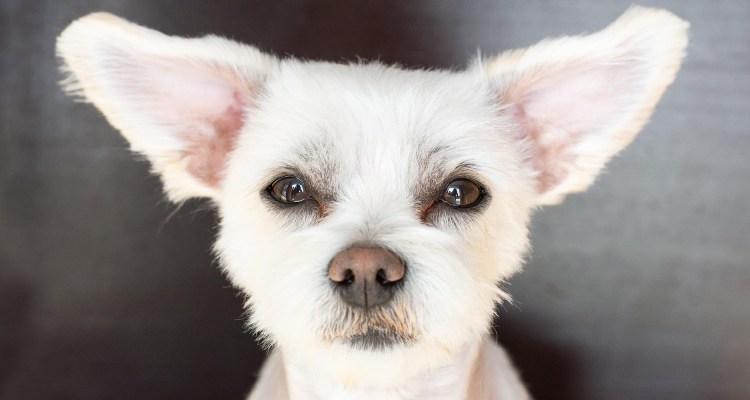 Шотландский терьер пшеничный