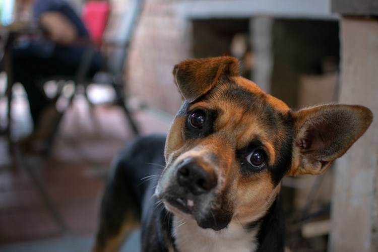 Коричнево подпалый Доберман