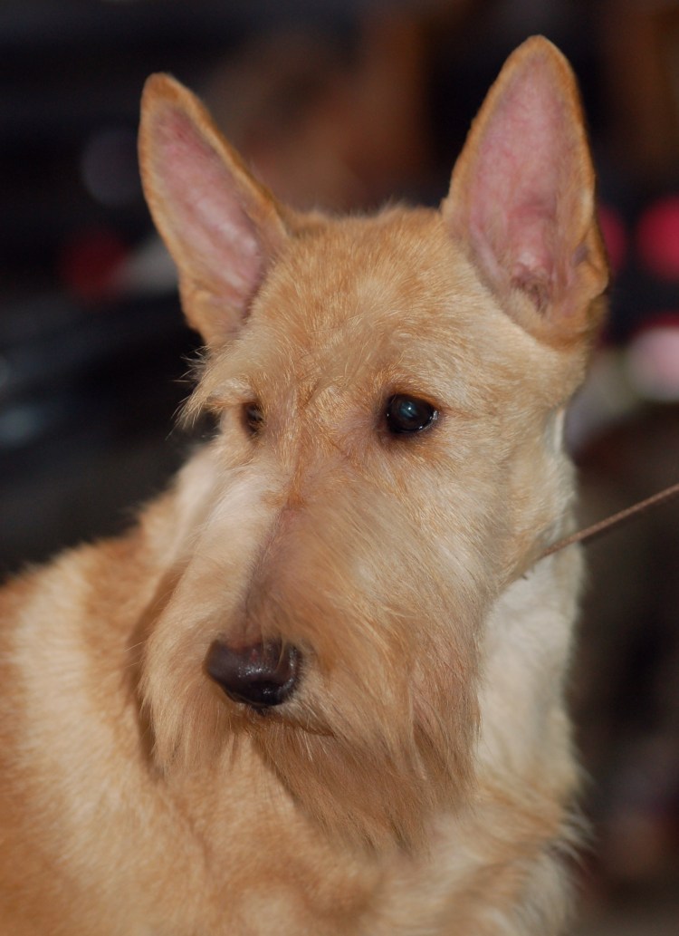 Смешные собаки