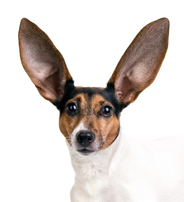 Порода собак Доберман-пинчер