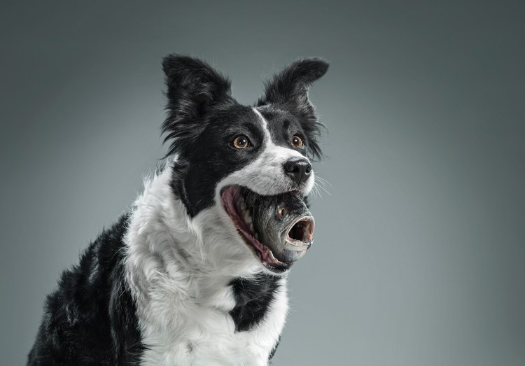 Pedigree реклама