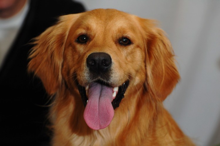 Собака из Педигри