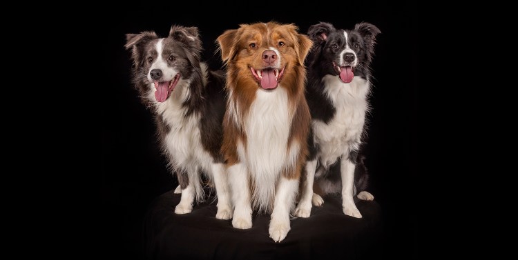 Advertisement for Pet Store