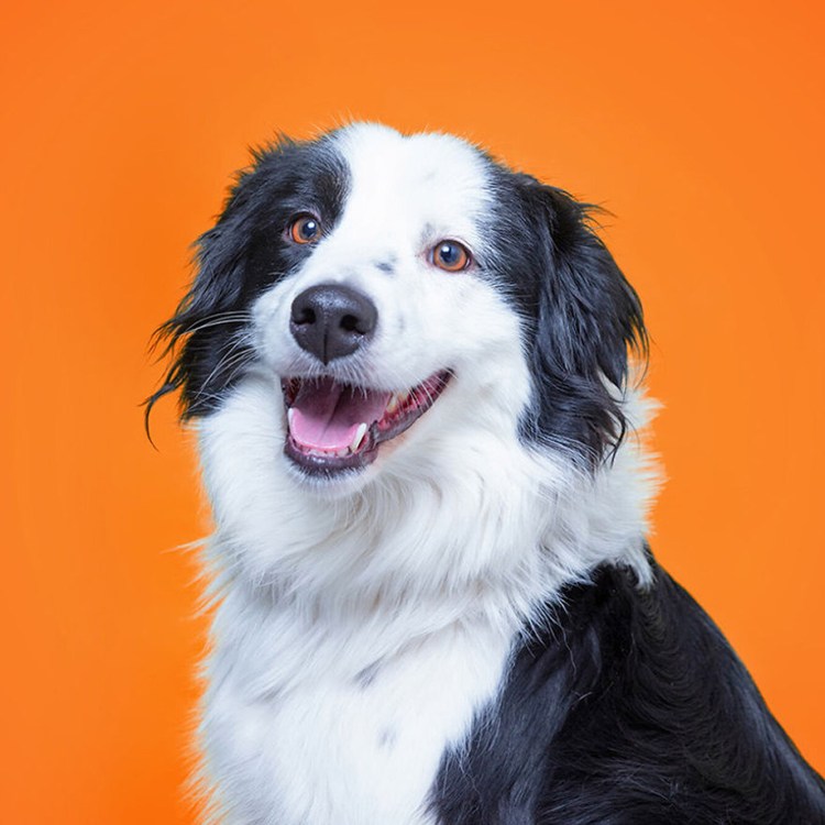 Джек Рассел терьер из рекламы Педигри