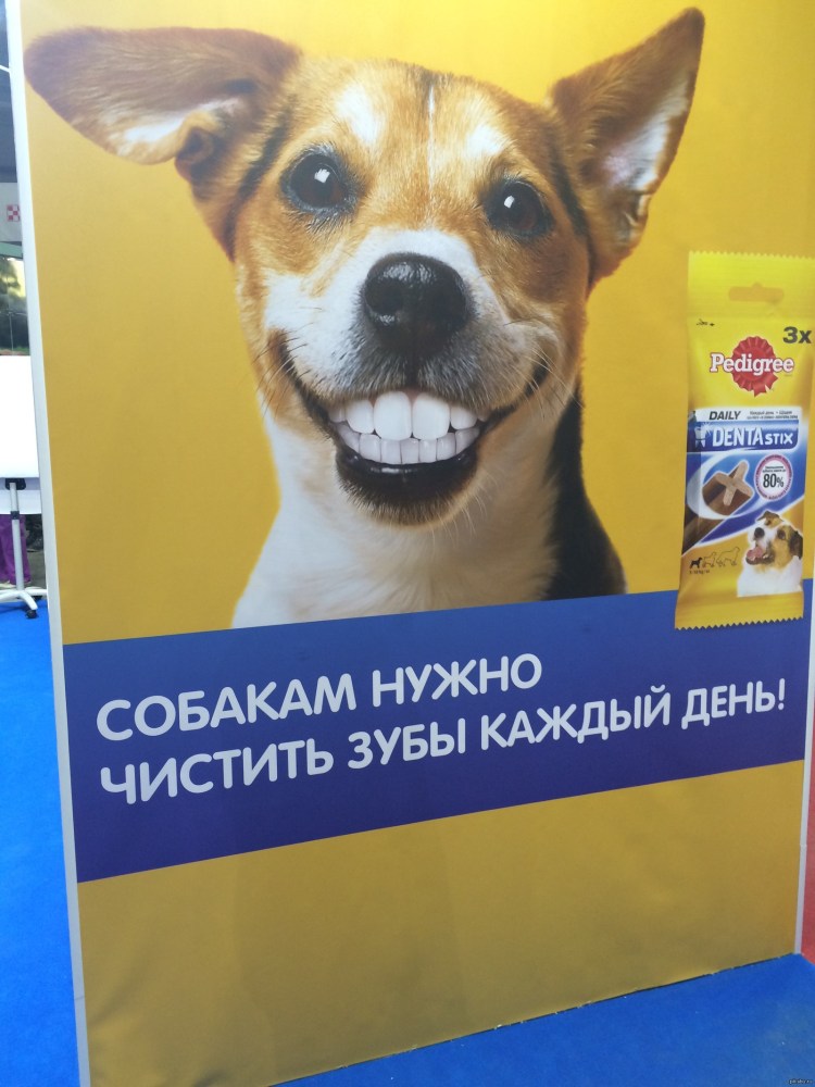 Реклама собак из приюта