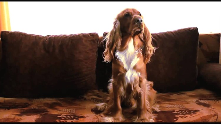 Собака из рекламы корма Педигри