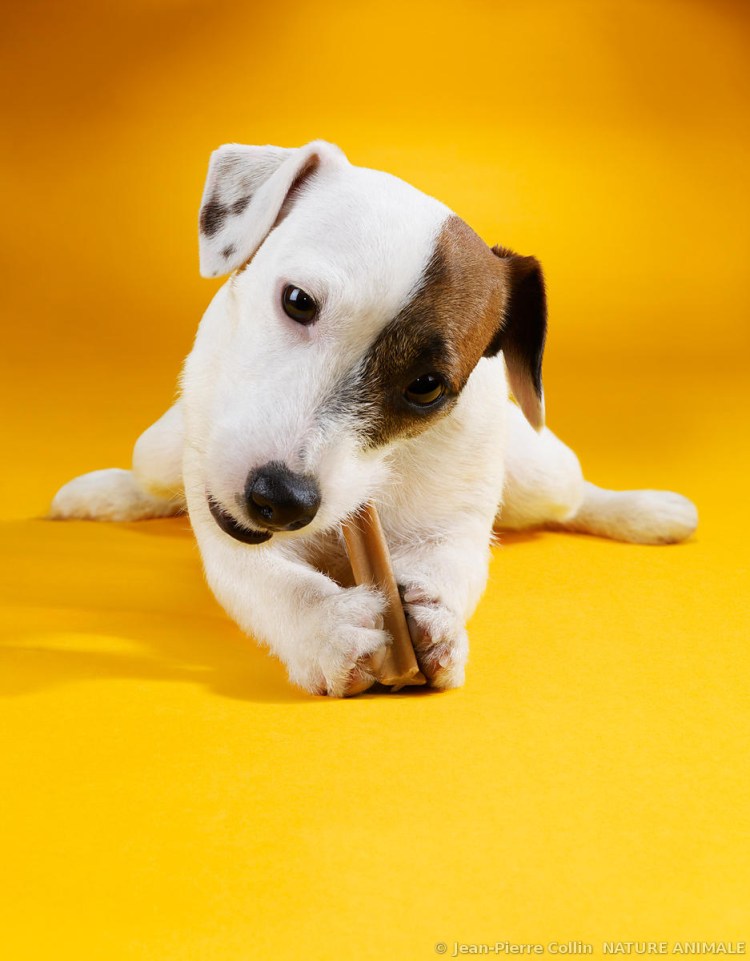 Педигри Дентастикс реклама