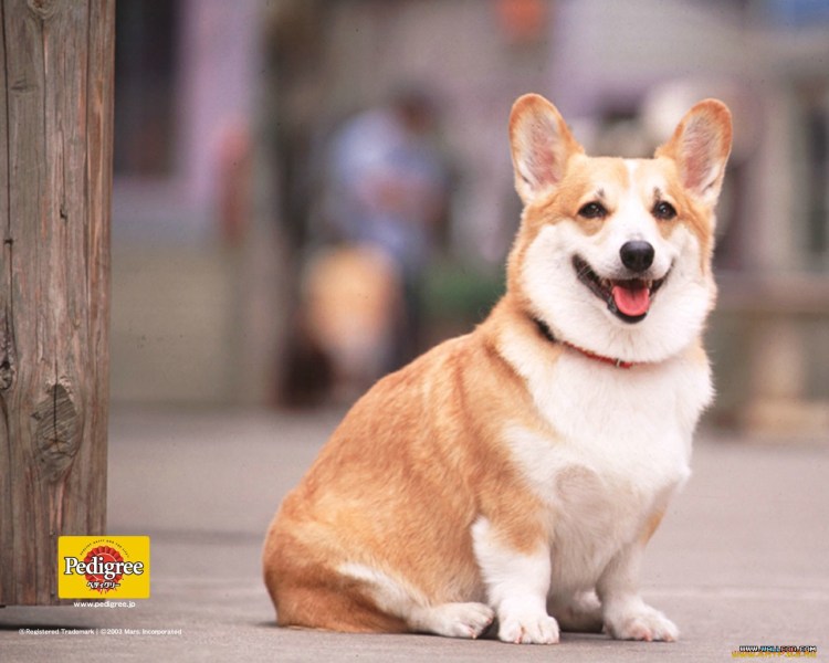 Кавалер Кинг Чарльз спаниель