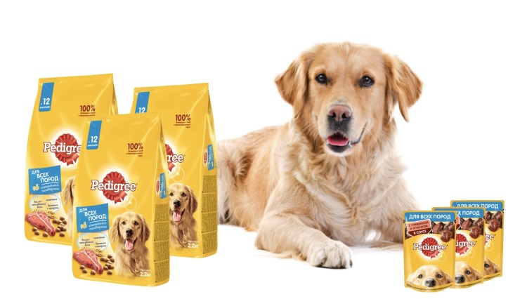 Золотистый ретривер