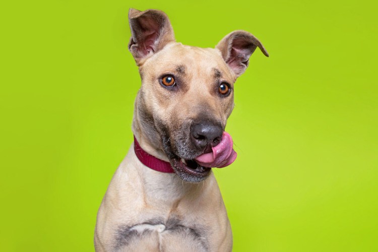 Реклама Педигри