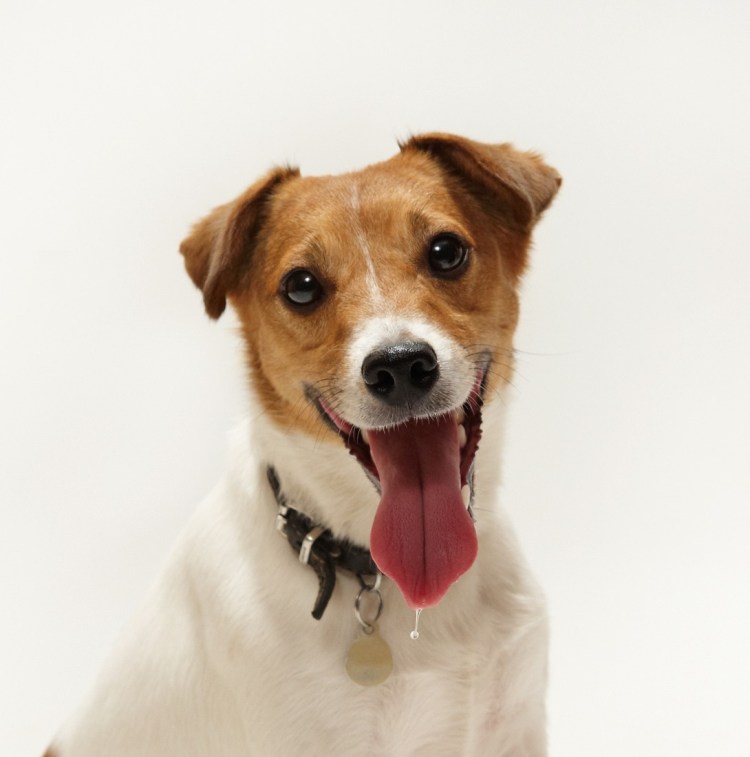 Джек Рассел терьер Майо