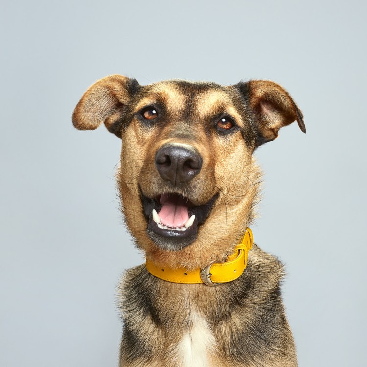 Собачья порода из рекламы