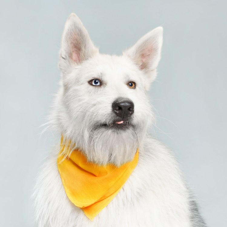 Педигри собаки улыбаки