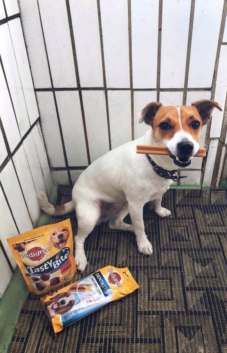 Корм Педигри реклама