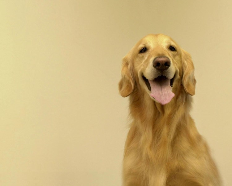 Реклама Педигри собаки