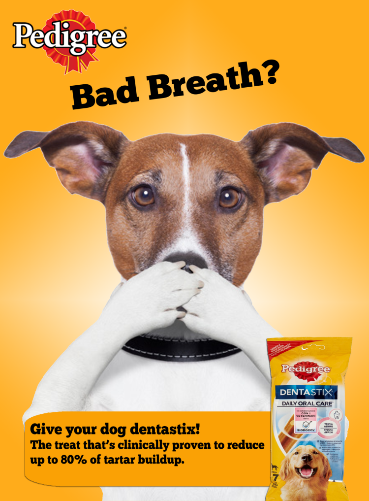 Арчи собака из рекламы