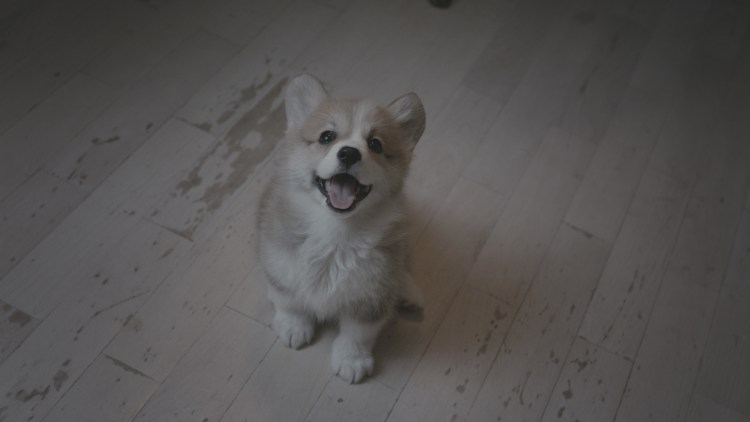 Собака из рекламы краски