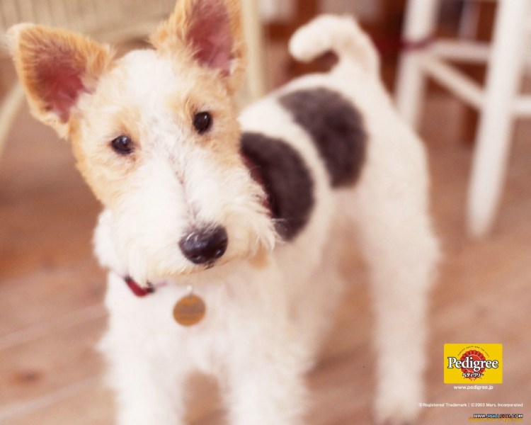 Реклама Педигри собаки