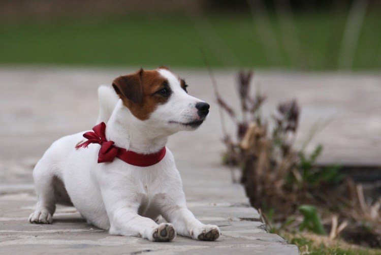 Охотничьи собаки из рекламы Педигри