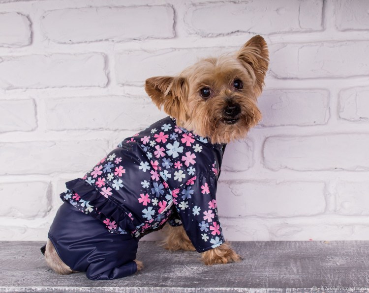 Dogmoda комбинезон рейнджер кокер