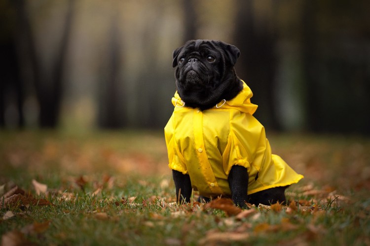 Осенняя одежда для собак