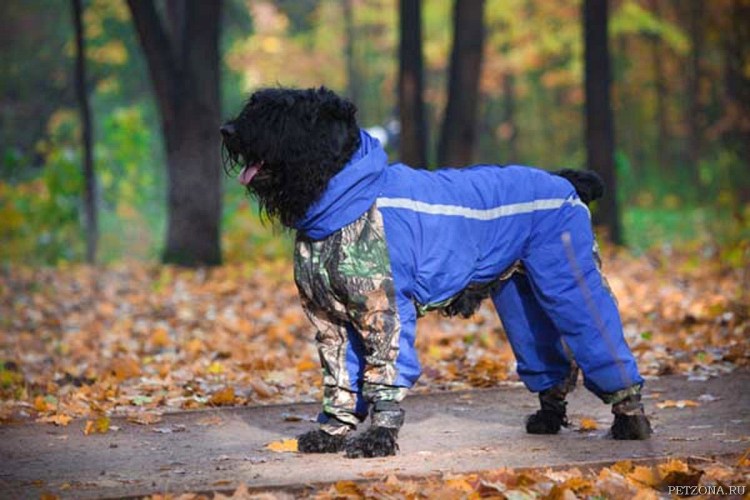 FORMYDOGS комбинезон чихуахуа