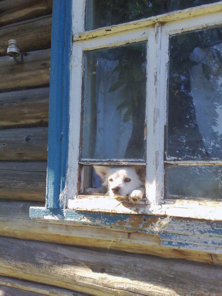 Кошка в деревенском доме
