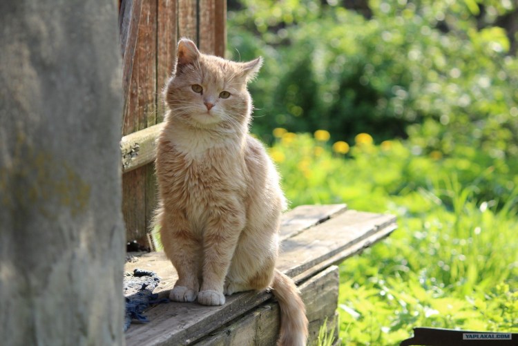 Деревенский кот на заборе
