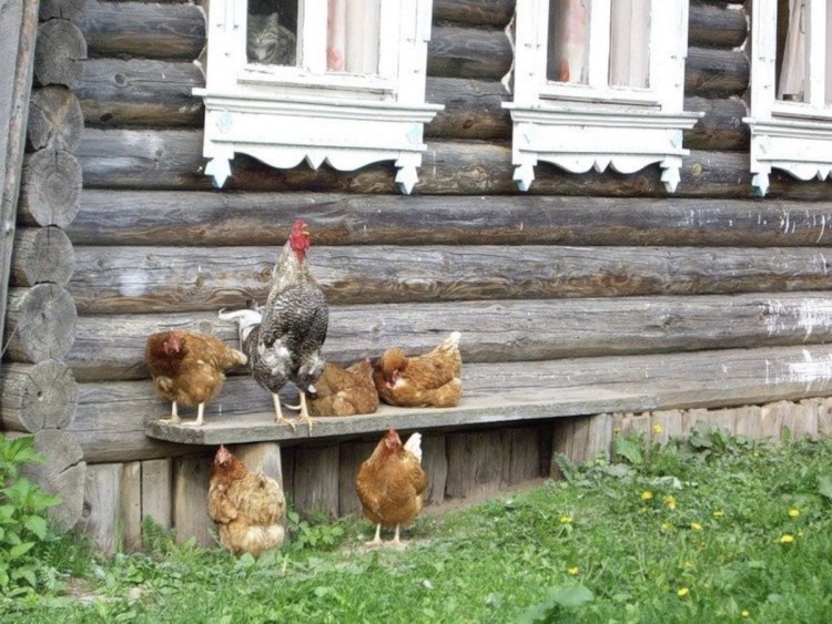 Окно в деревне