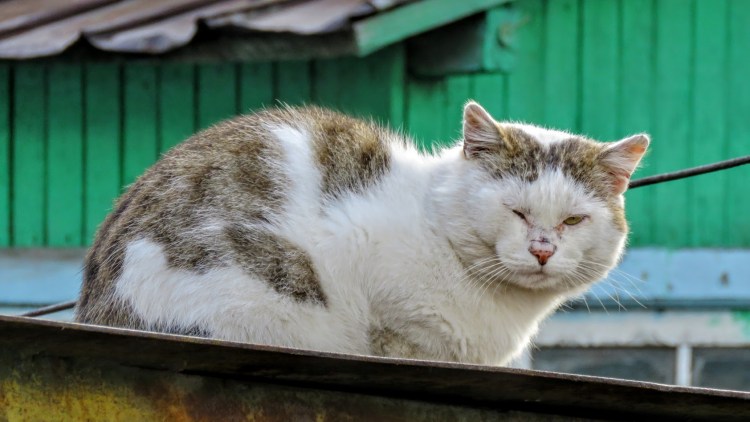 Деревенские коты и кошки