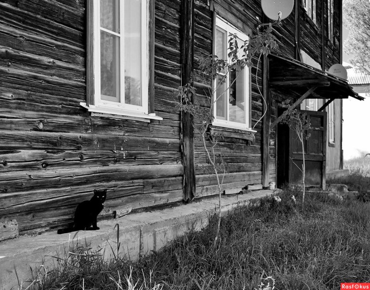 Кошка в деревне