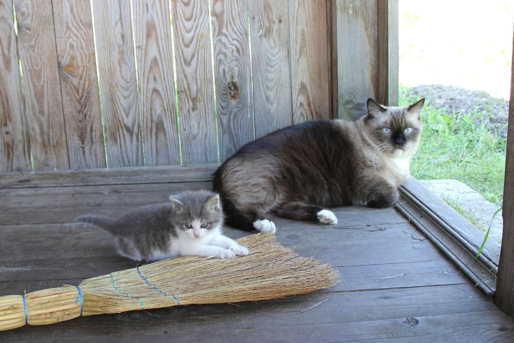 Домик в деревне юмор