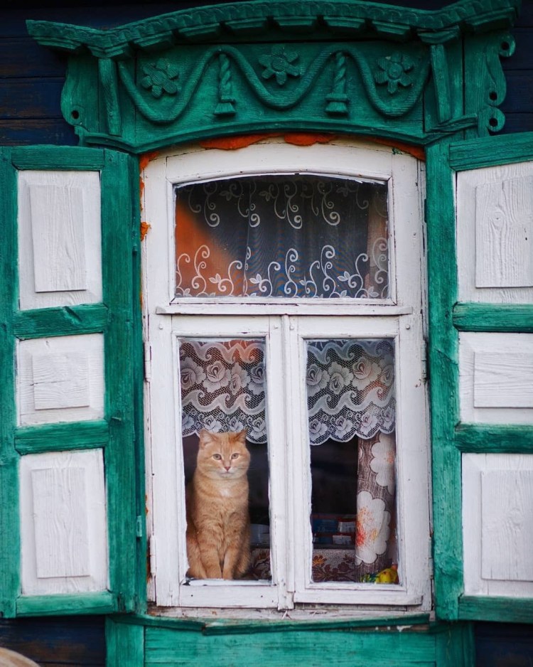 Кот в деревне