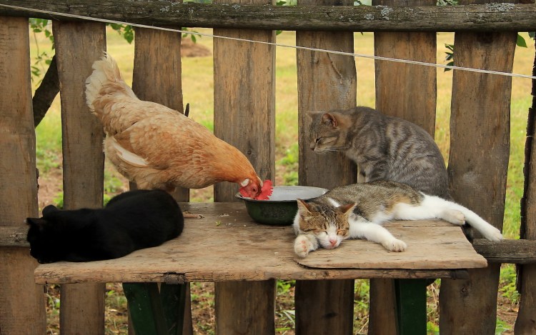 Зимний двор в деревне