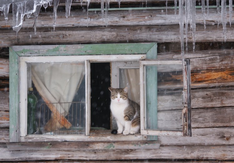 Кошка в деревне
