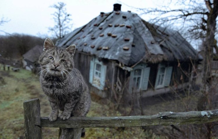 Деревенские коты