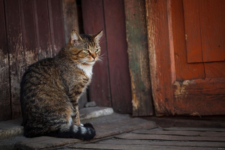 Деревенская кошка