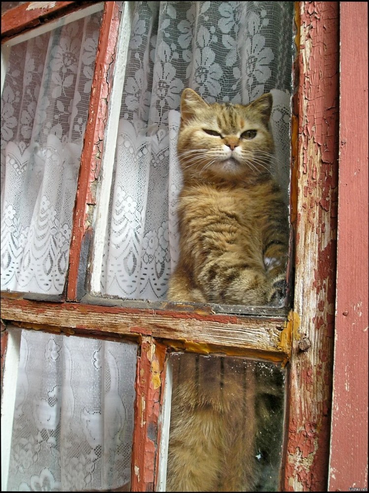 Кошка в деревне