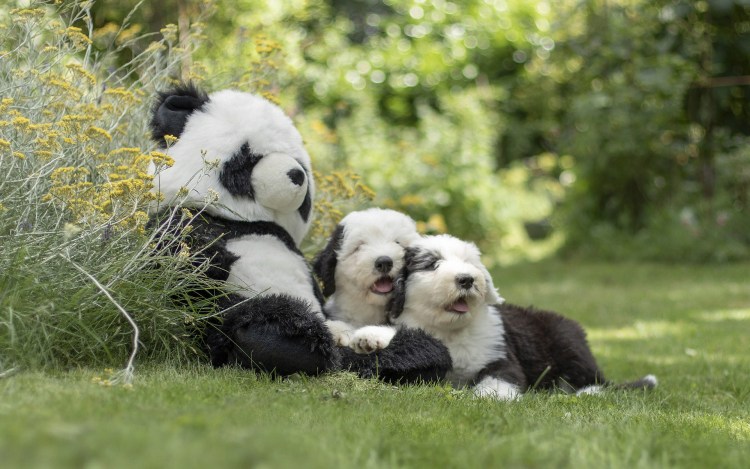 Собака чау Панда