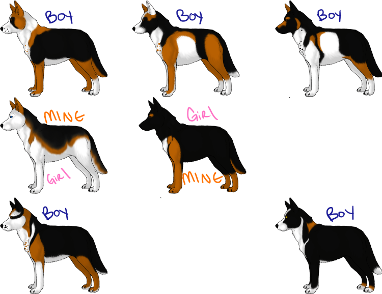 Овчарка Панда щенки