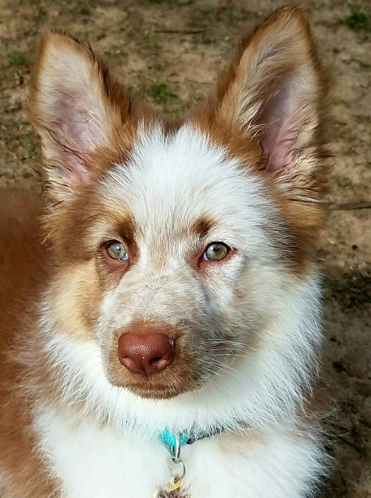 Собака короткая овчарка