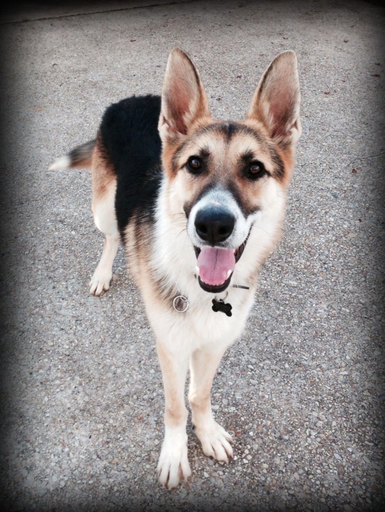 Чау-чау Панда