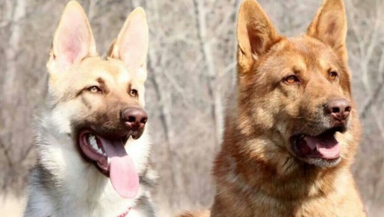 Овчарка немецкая фото дай лапу