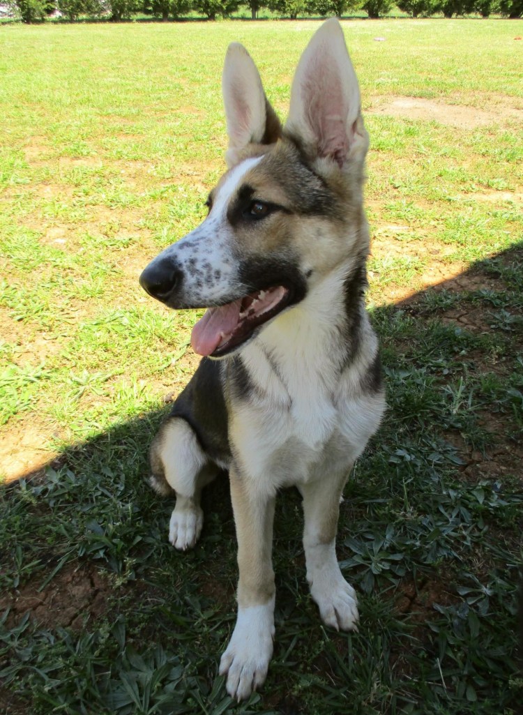 Овчарка ВЕО Панда