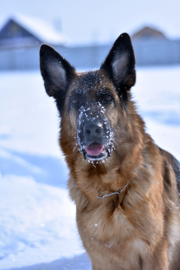 Финская овчарка