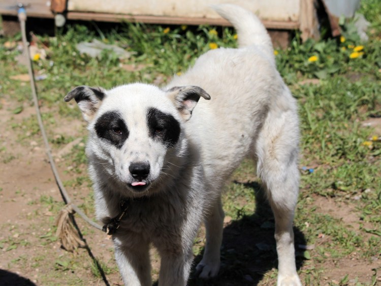 Немецкая овчарка Панда