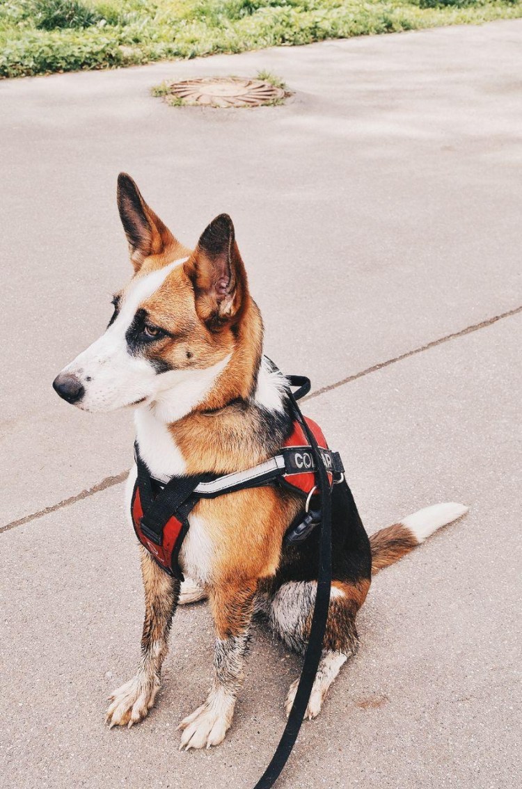 Окрас немецкой овчарки рисунок